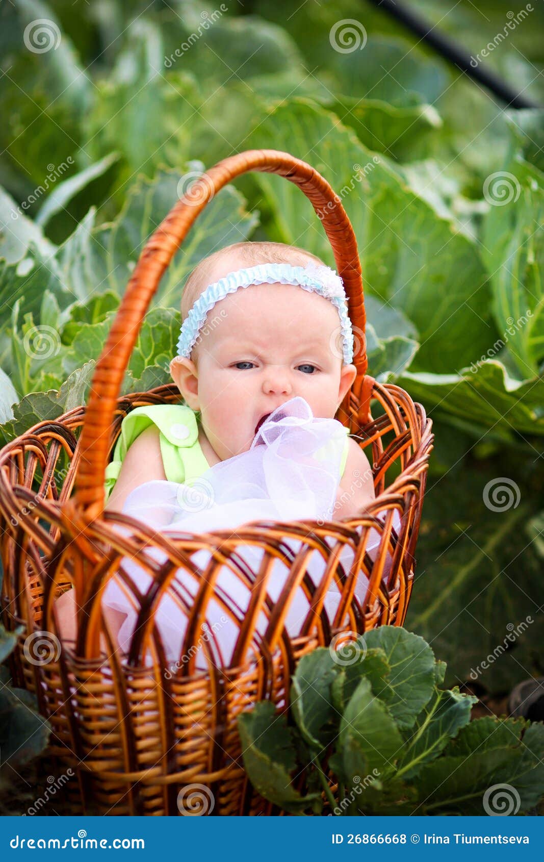 Newborn in the basket stock photo. Image of caucasian 26866668