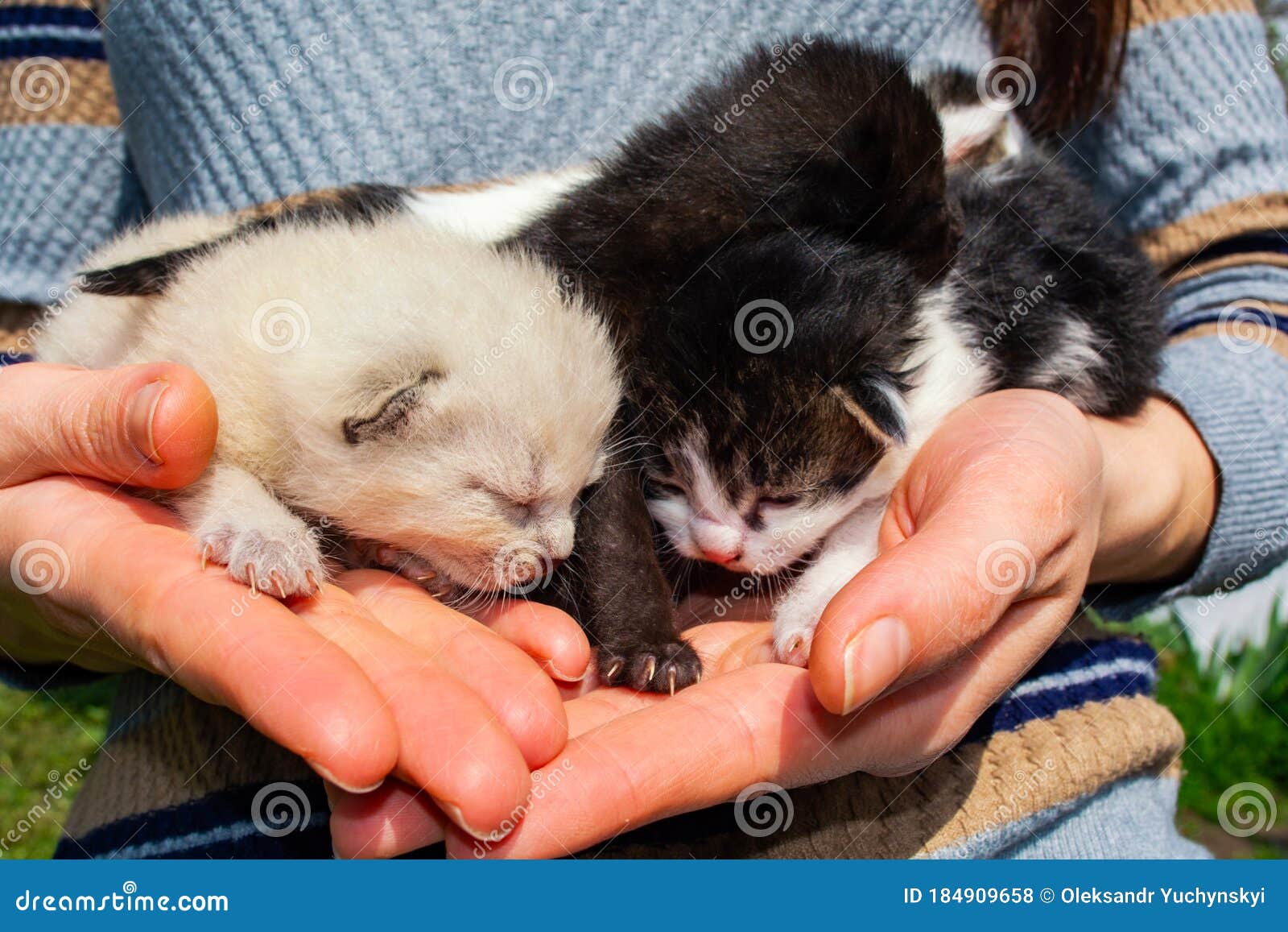 Newborn, Blind Kittens of a Stray Cat in Female Hands Stock Photo