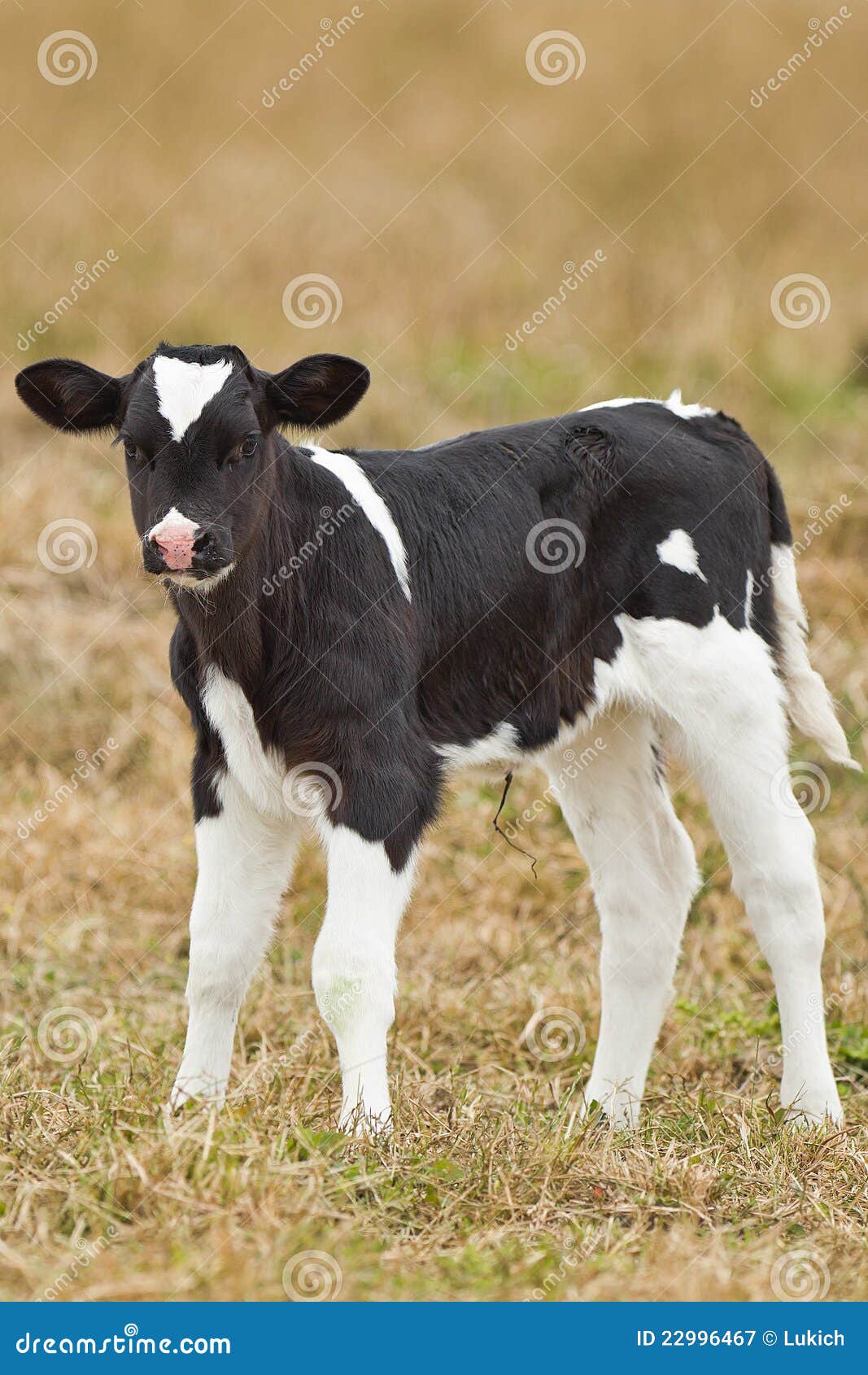 newborn calf