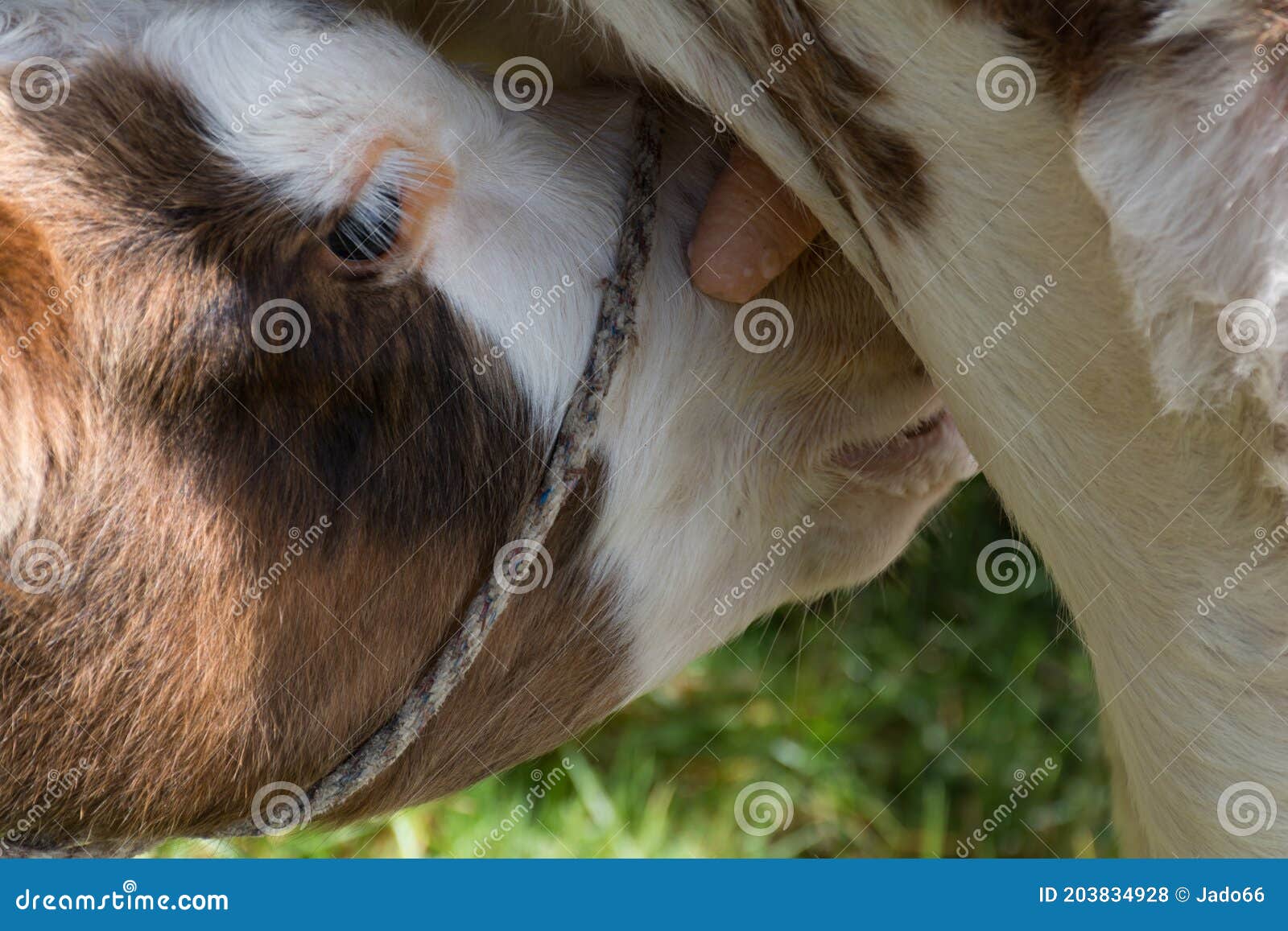 ternero recien nacido amamantando vacanewborn calf breastfeeding cow breast