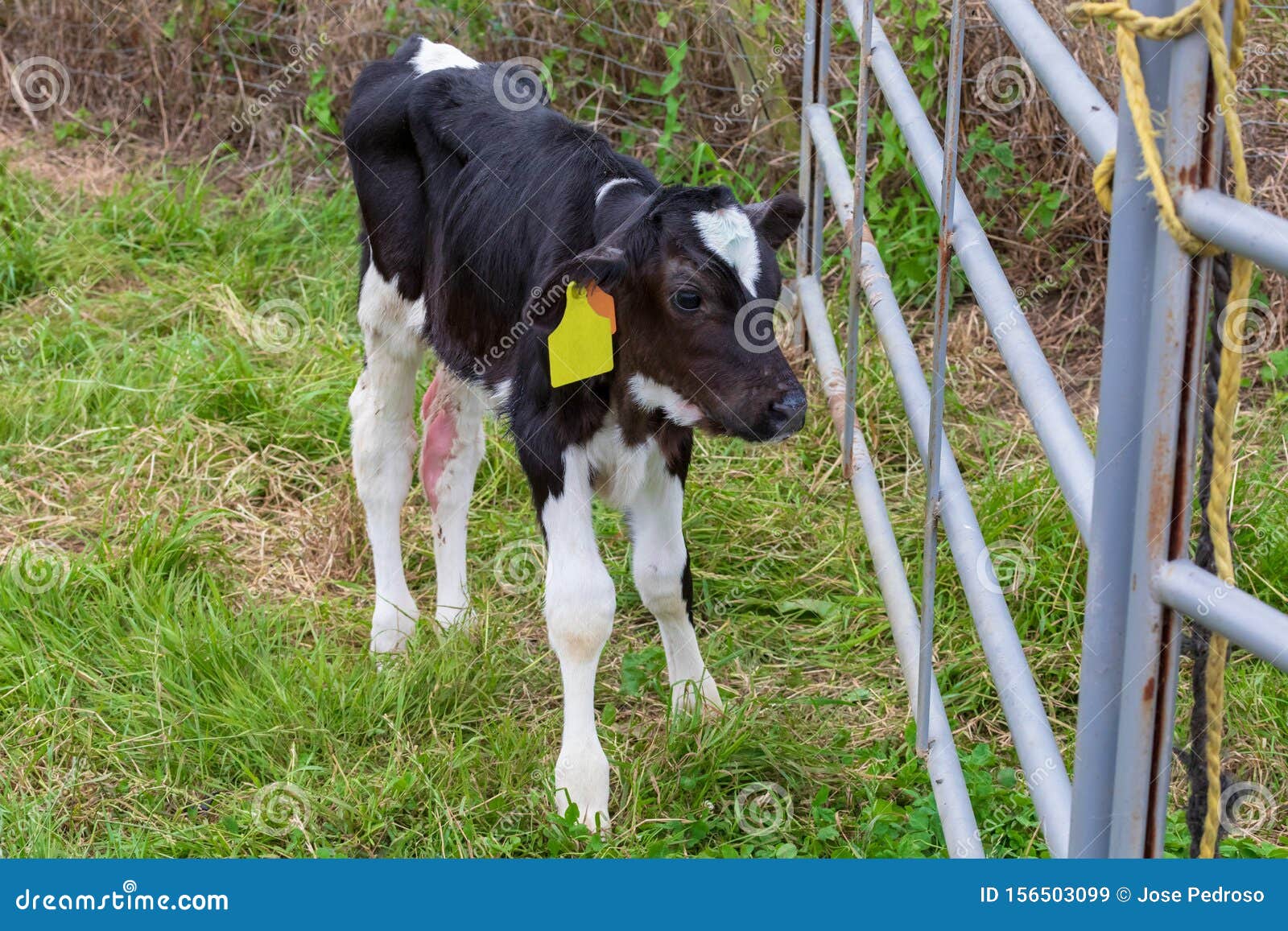 Newborn calf. Milk cow stock image. Image of farm, calf 156503099