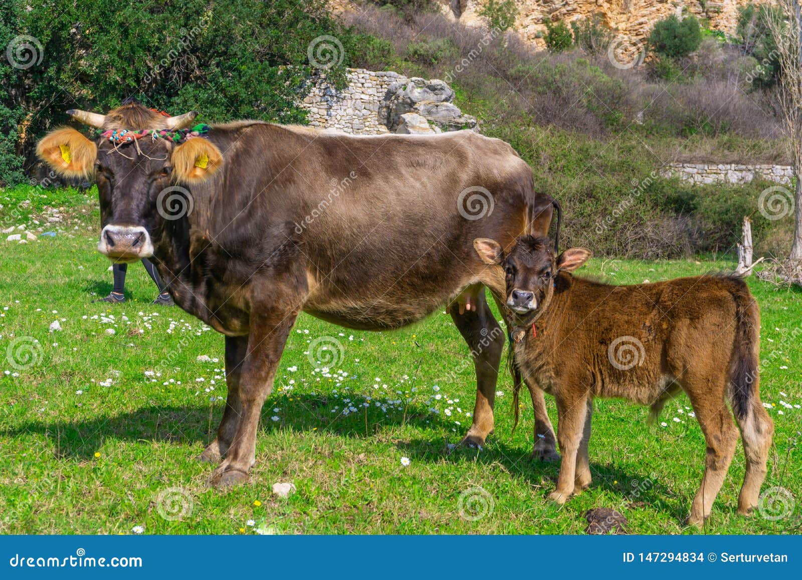 newborn calf and mother cow looking to camera. marmaris, turkey. praire background