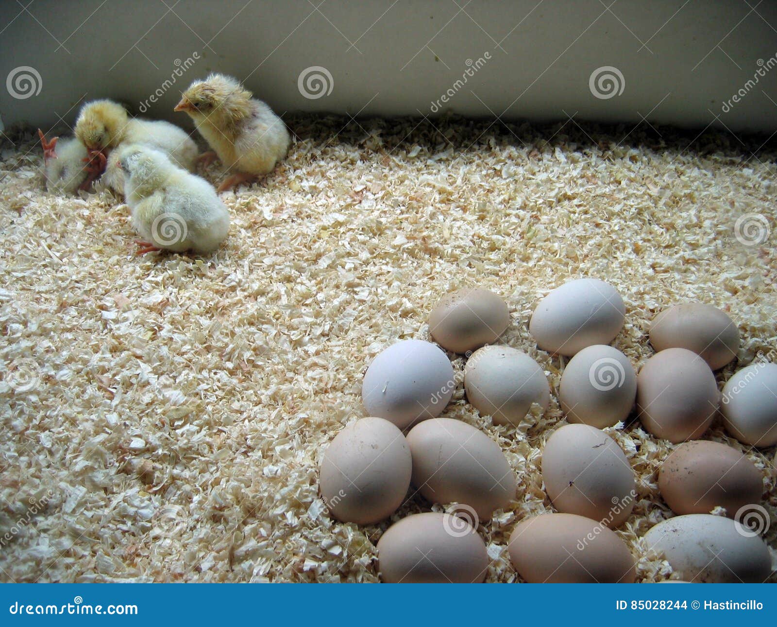 Newborn chicks stock photo. Image of animal, eggs, bird 85028244