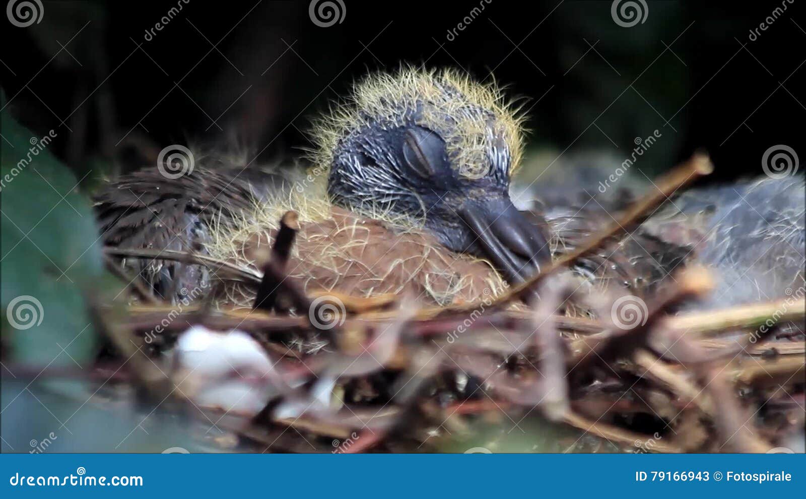 newborn dove