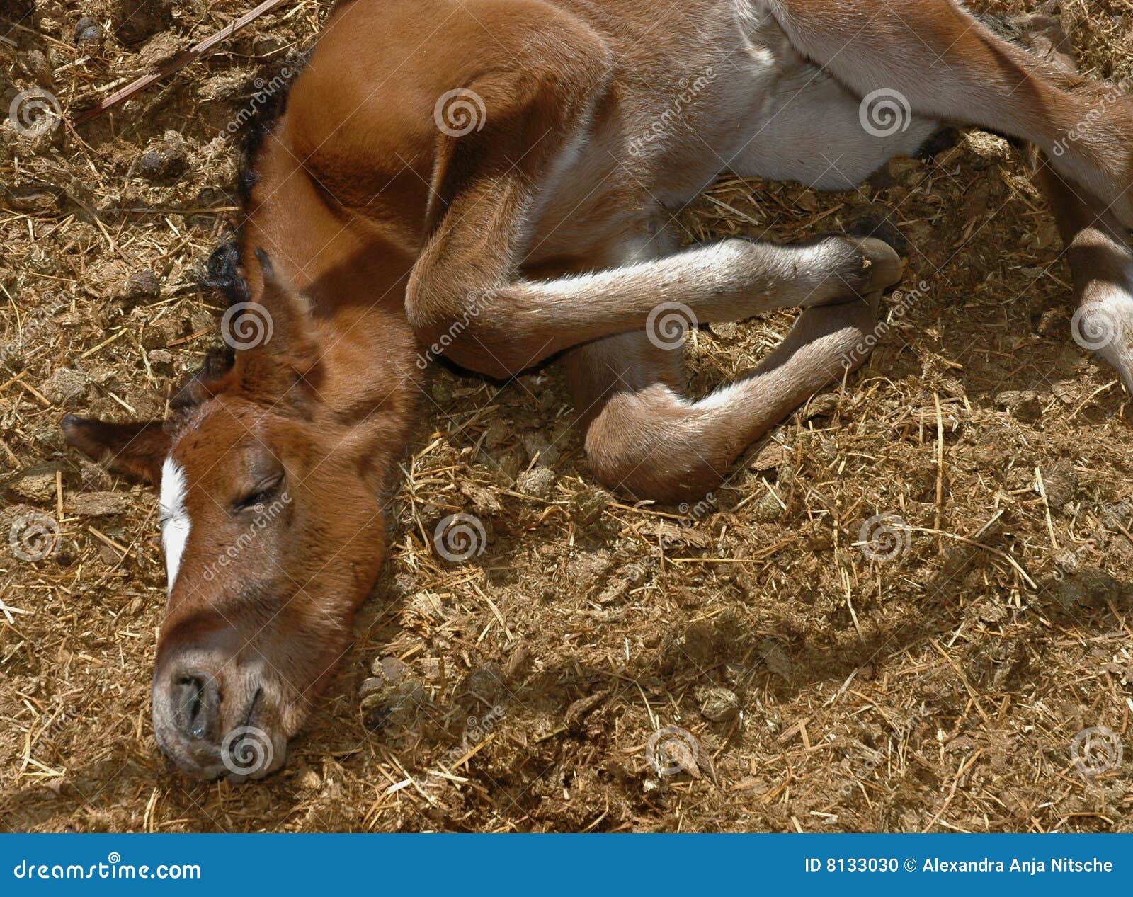 Newborn foal stock photo. Image of lying, farming, rest 8133030