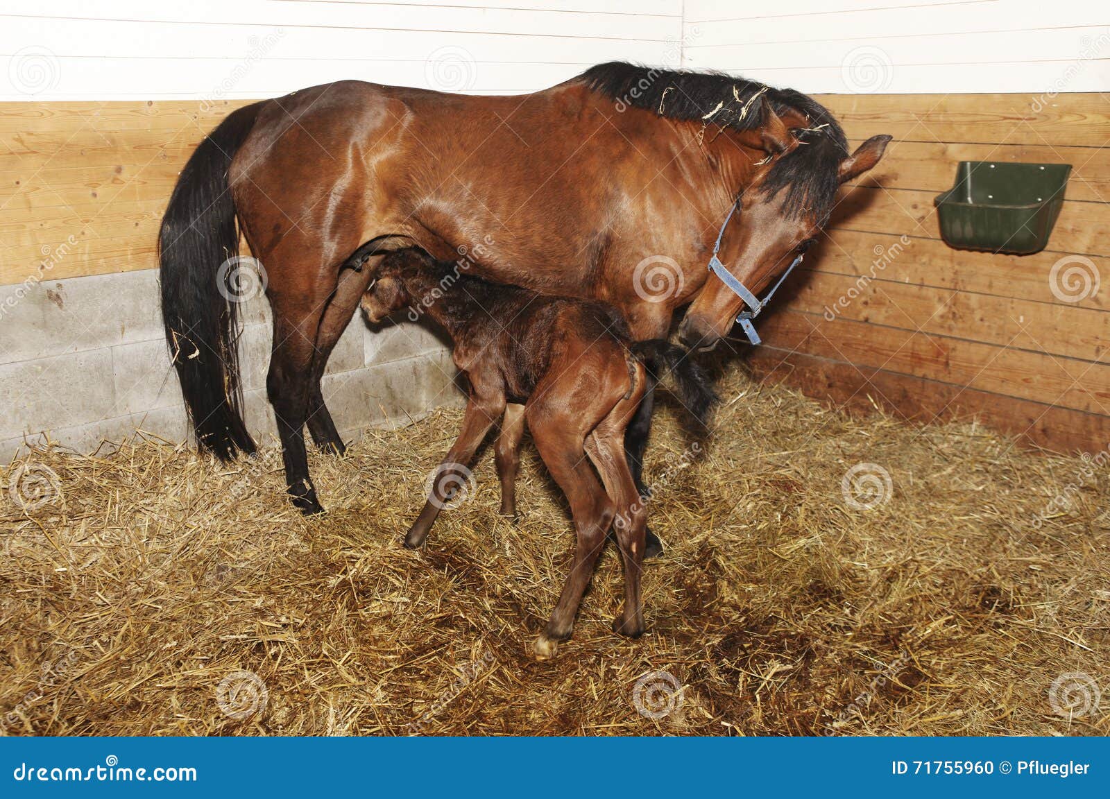 newborn foal trying to drink
