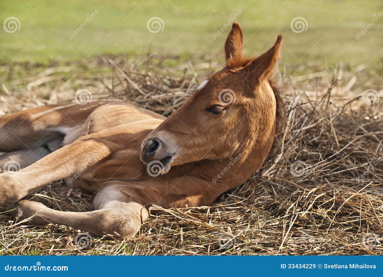 Newborn foal stock image. Image of livestock, young, veterinary 33434229