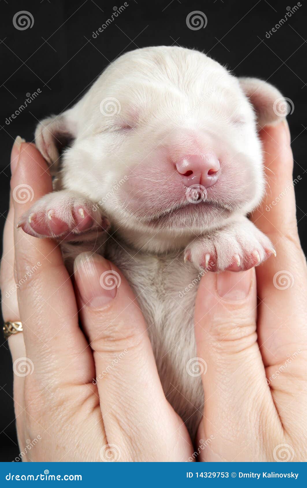 648 Newborn Golden Retriever Puppy Stock Photos - Free & Royalty-Free Stock  Photos from Dreamstime