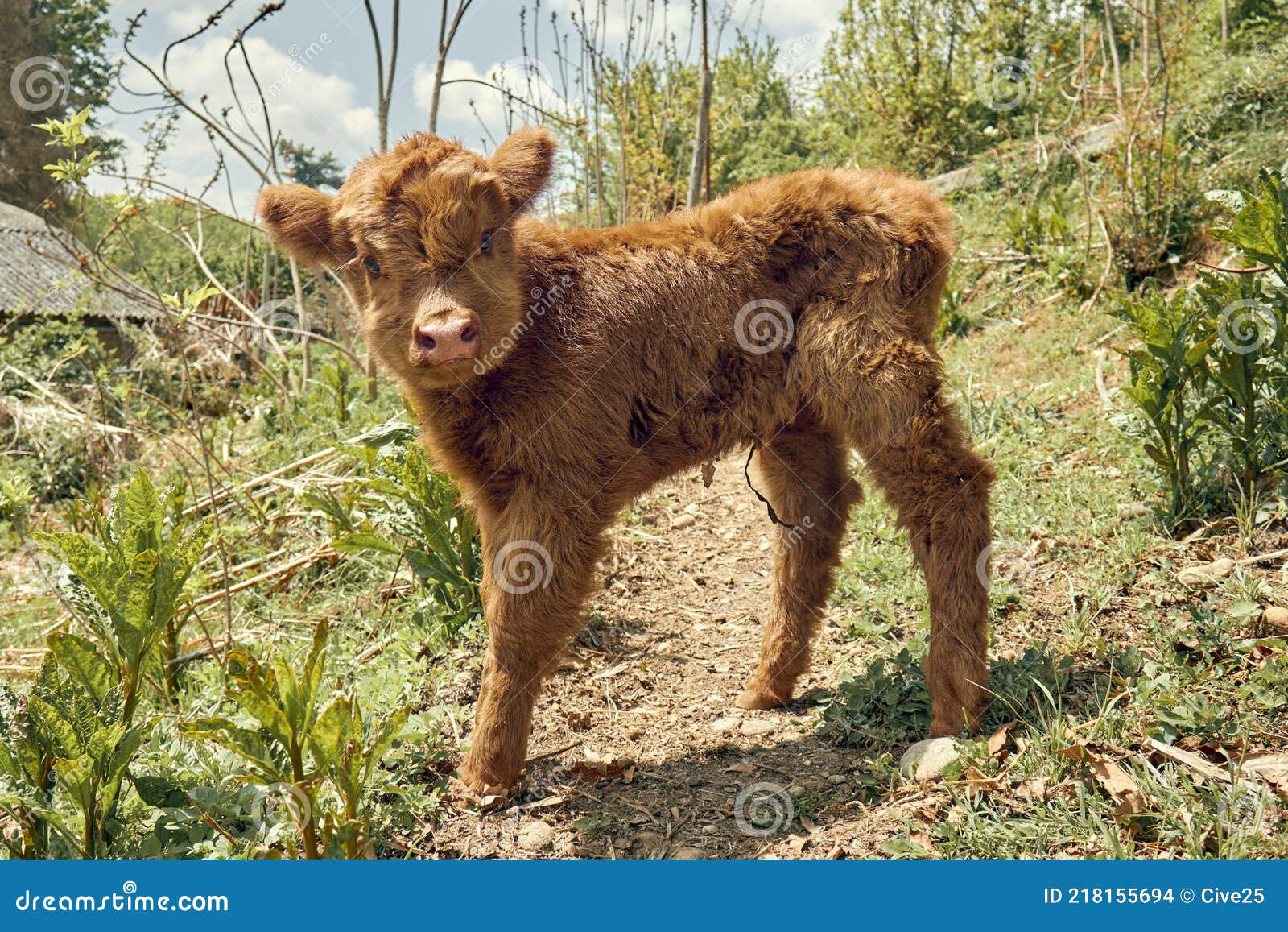 newborn highland calf