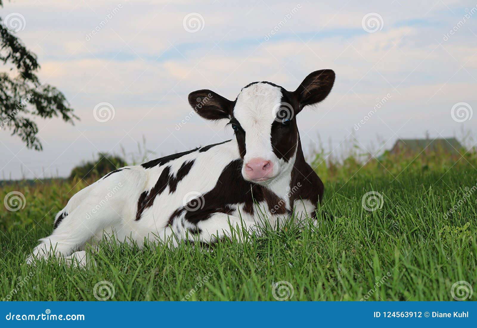 newborn holstein calf outside early in the evening