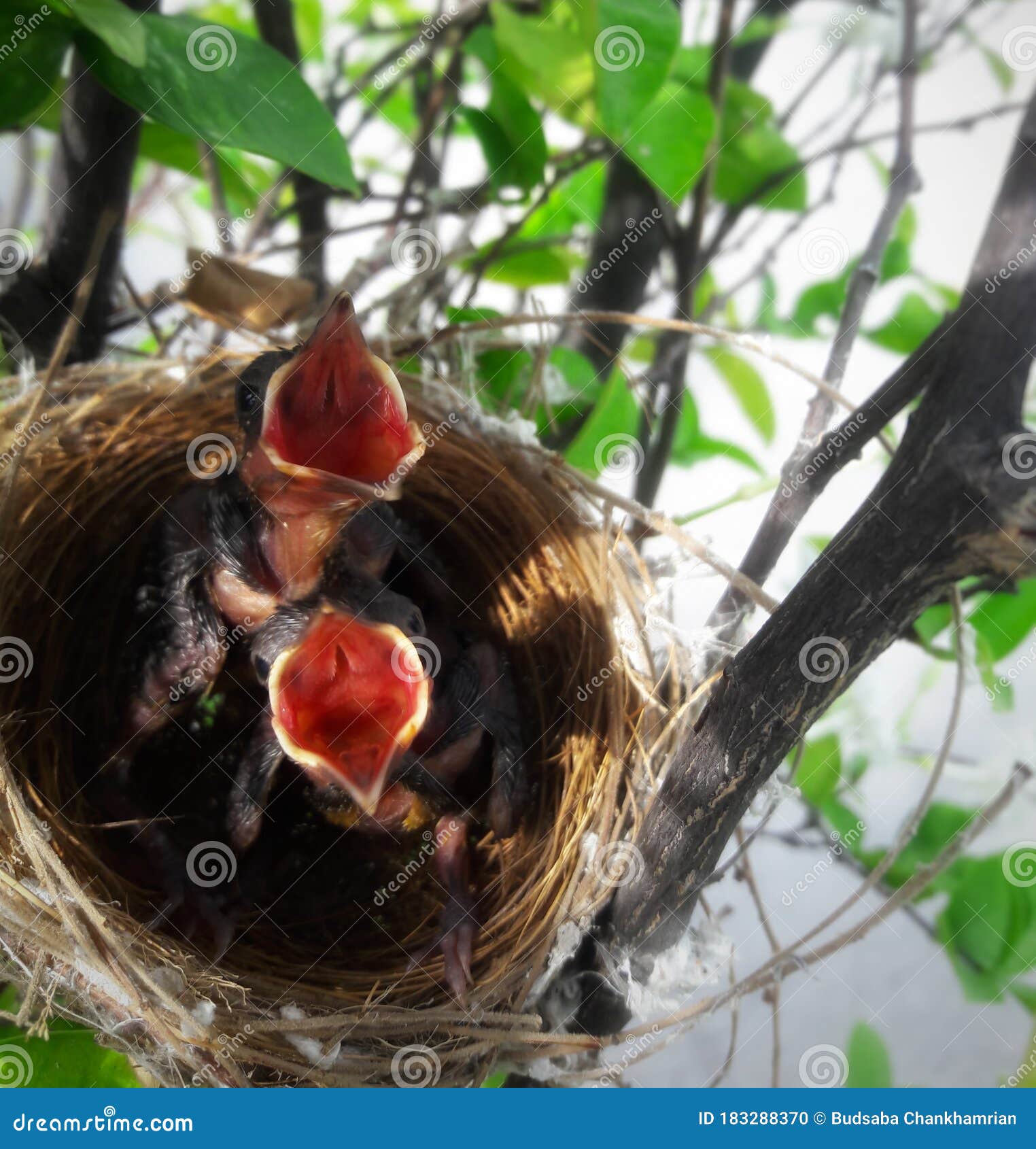 small baby nest