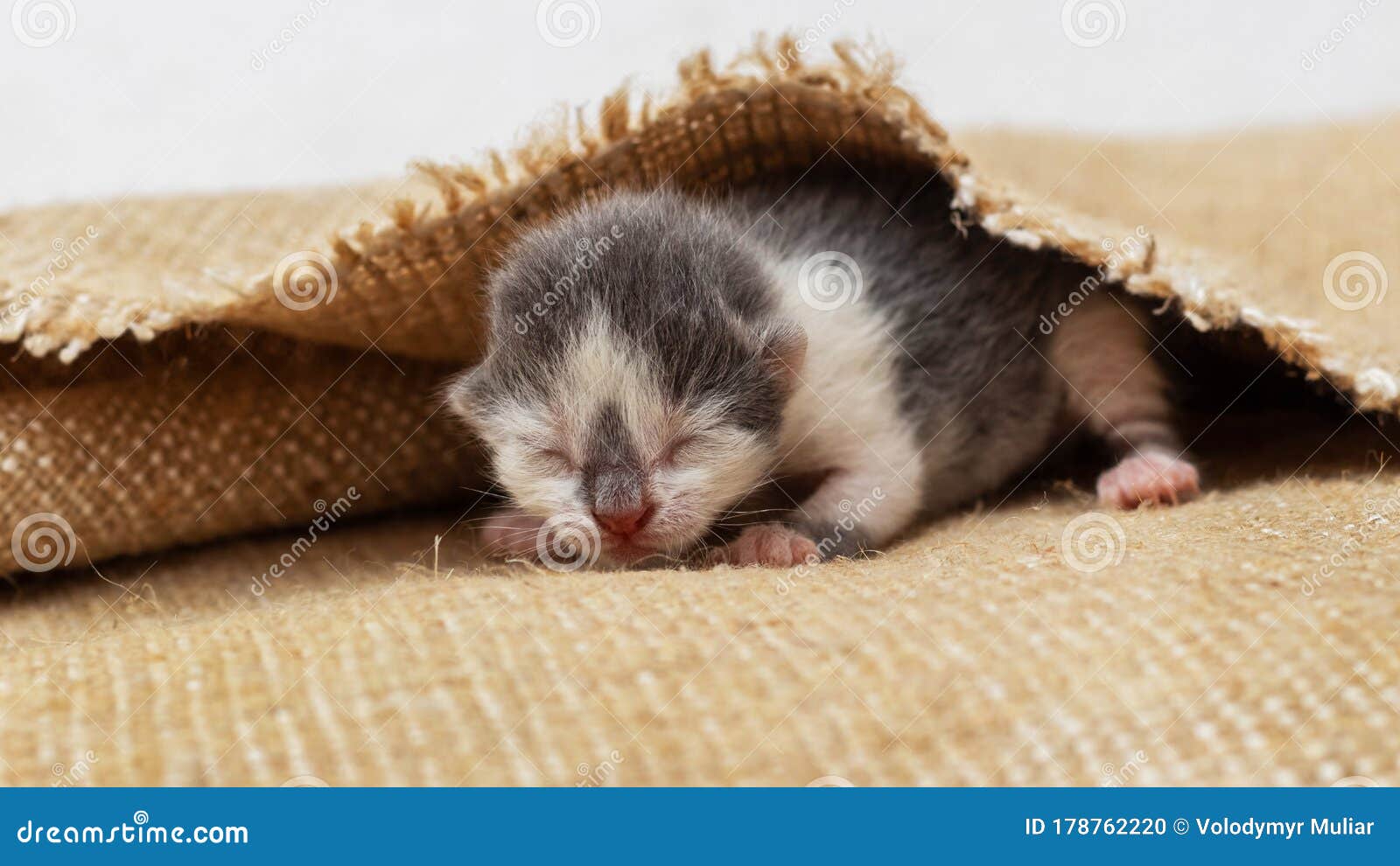 Newborn Kitten are Crawling on a Litter of Burlap Stock Photo Image