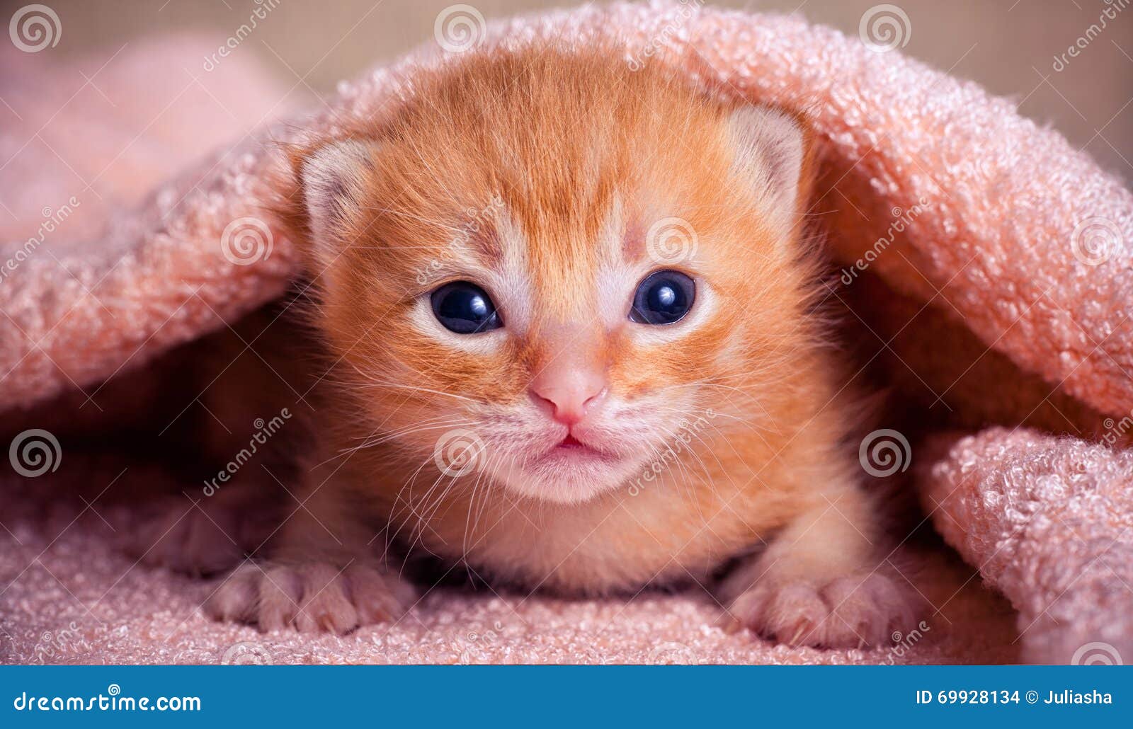 Newborn kitten stock photo. Image of small, soft, isolated 69928134