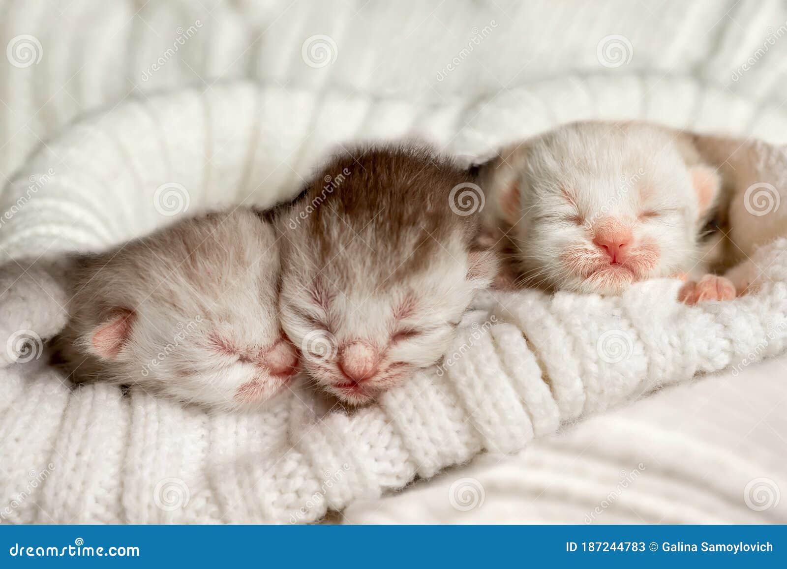 Newborn kittens stock image. Image of animal, portrait 187244783