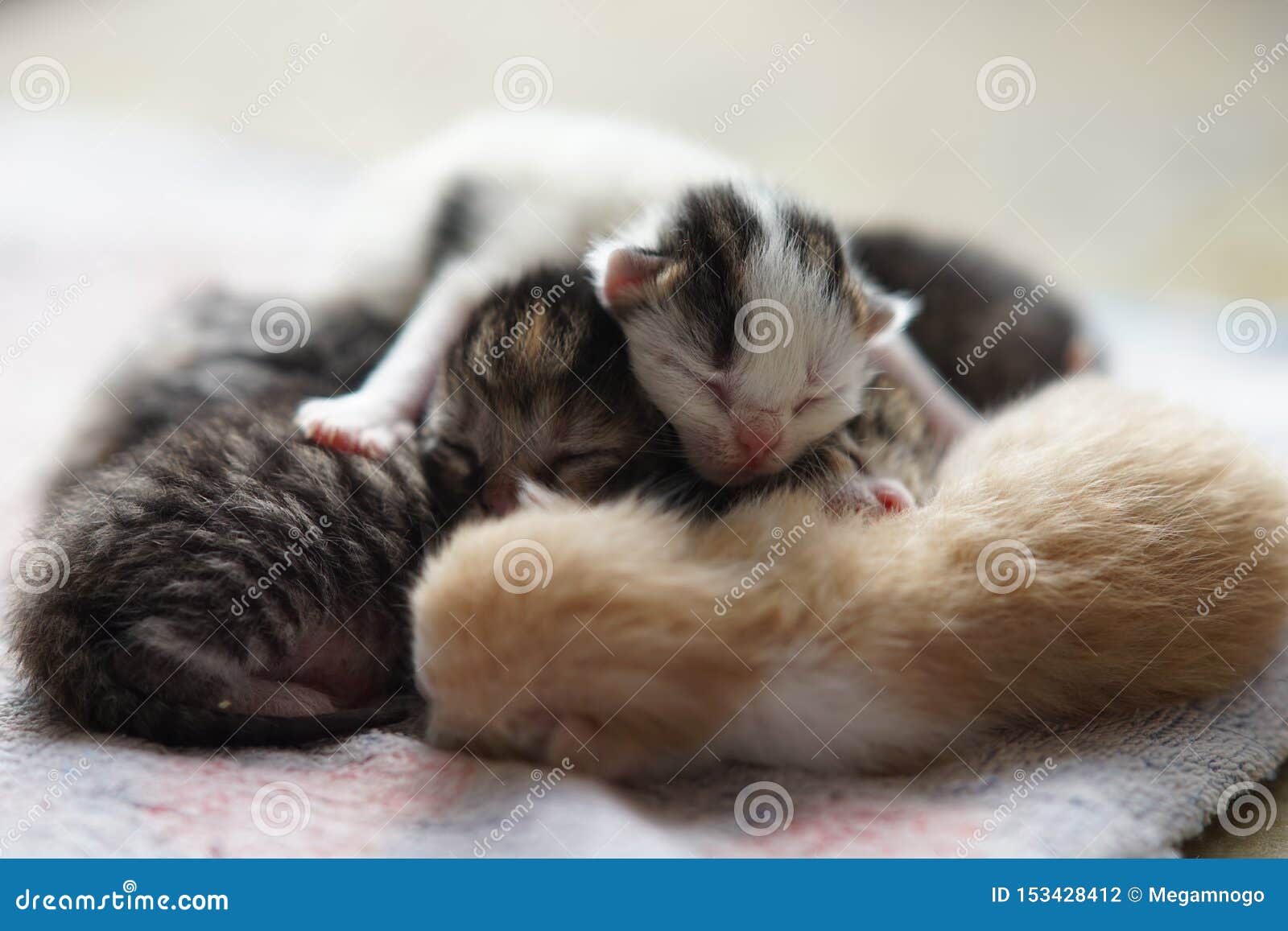 how much do baby kittens sleep