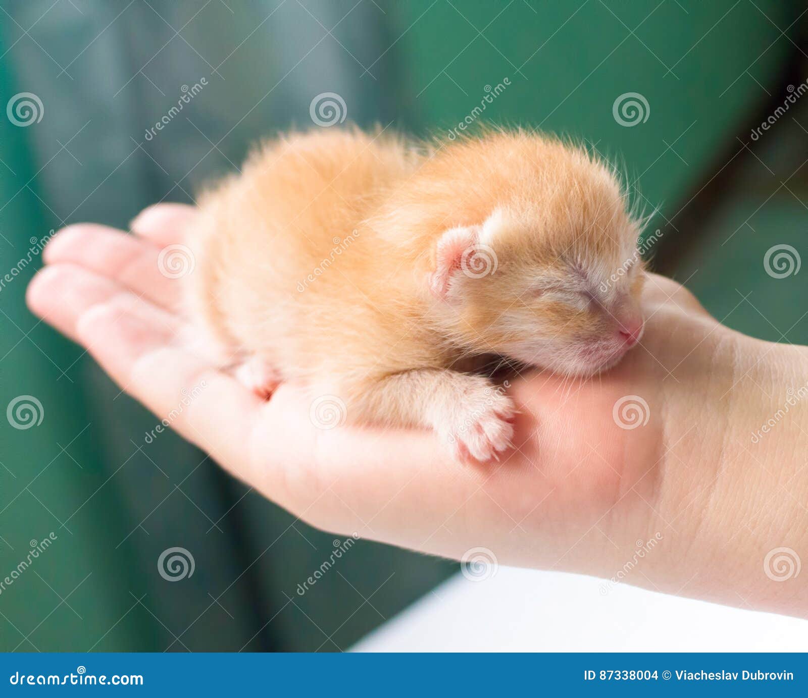 Newborn Kitty in Hand. New Born Baby Cat. Red Kitty in Caring Hands Stock Photo - born, little: 87338004