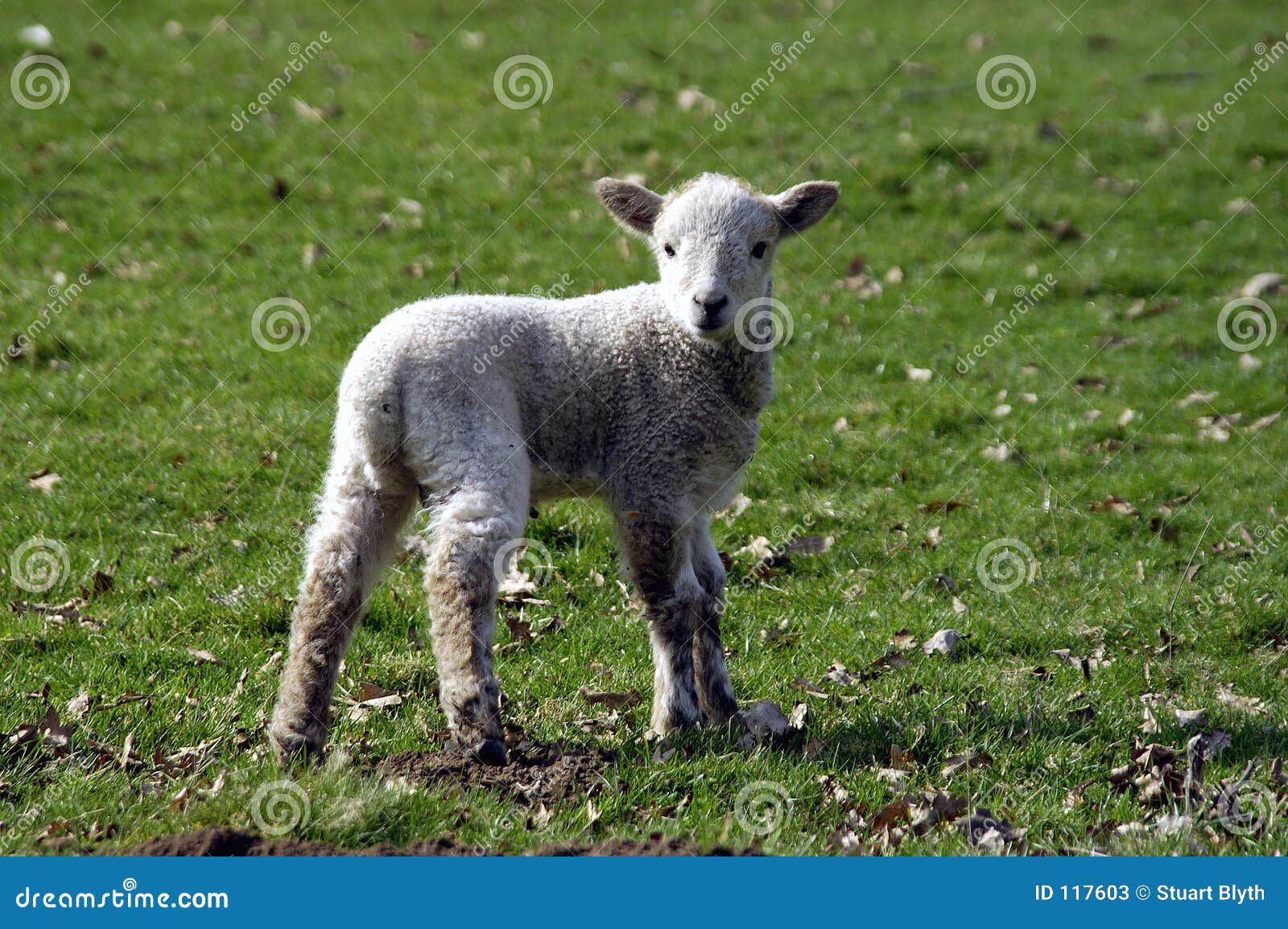 Newborn Lamb stock image. Image of sibling, newborn, adolescent 117603