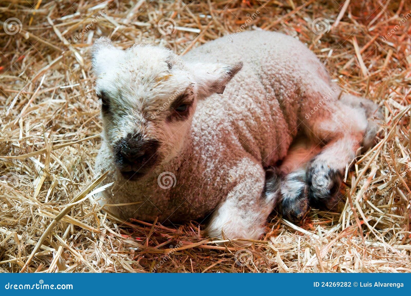 Newborn lamb stock photo. Image of baby, barn, indoor 24269282