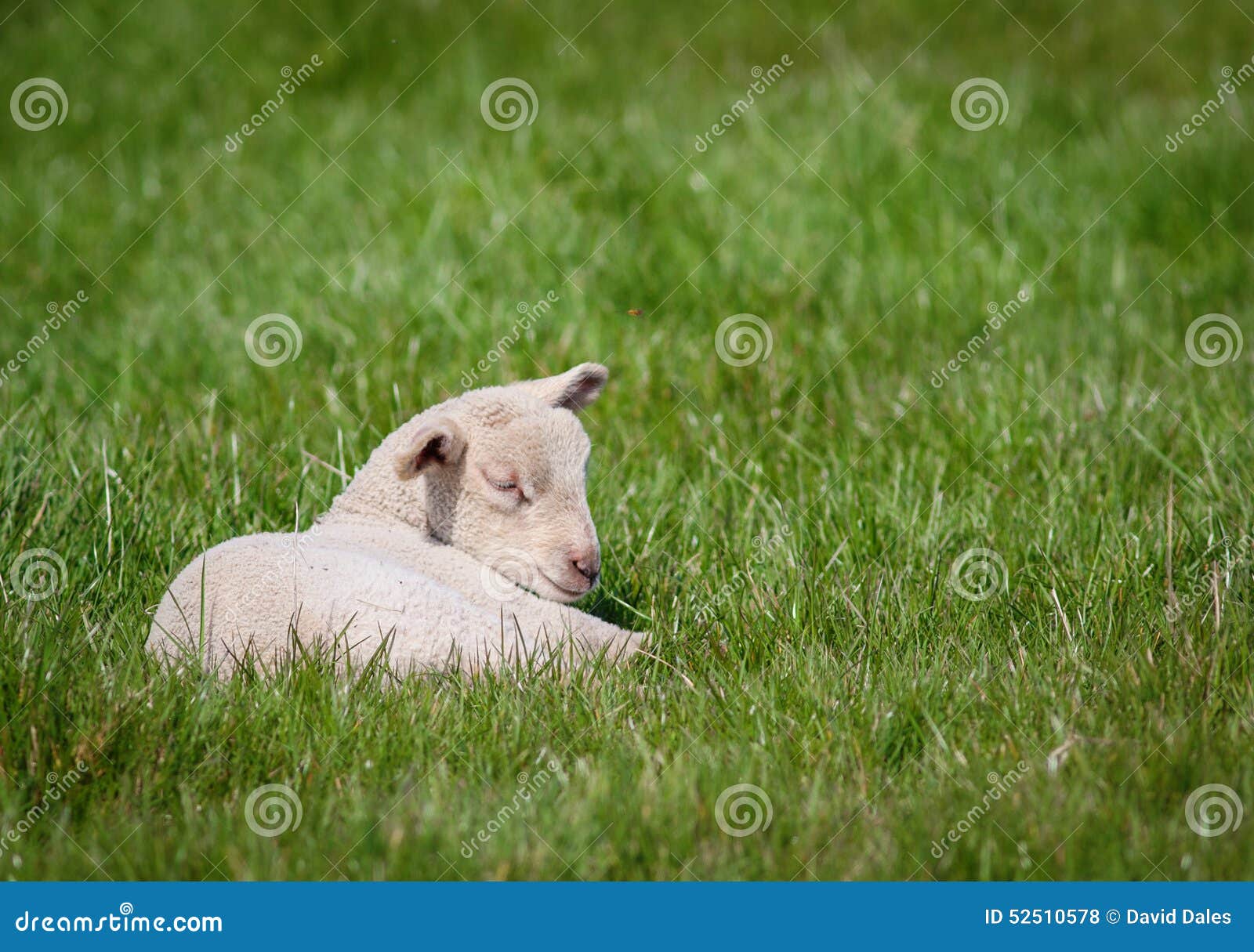 Newborn lamb stock photo. Image of pasture, livestock 52510578