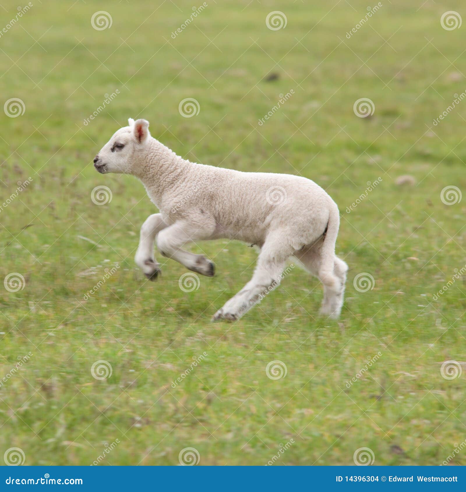 Newborn lamb on grass stock photo. Image of adorable 14396304