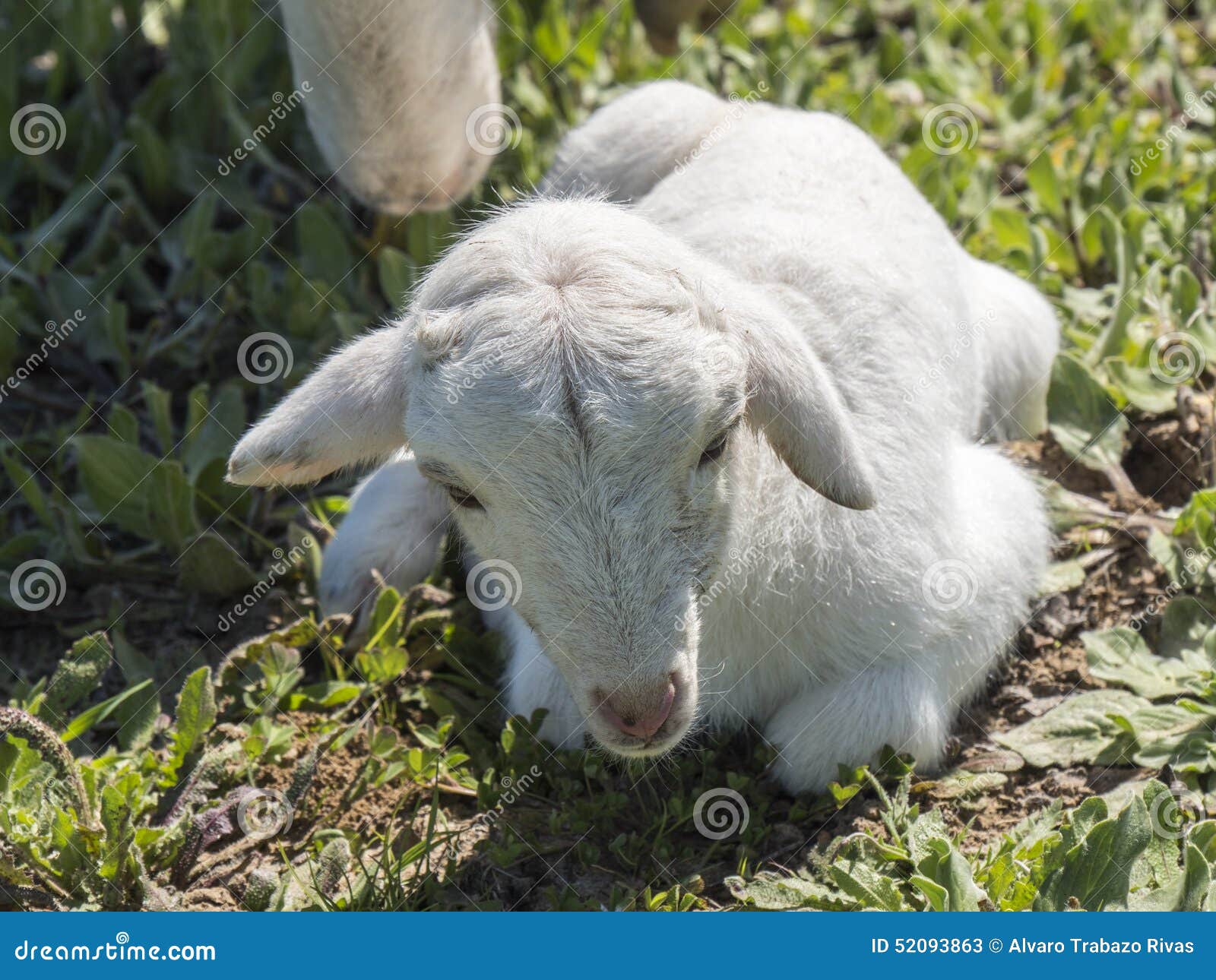 Newborn lamb stock image. Image of bedroom, looking, animal 52093863