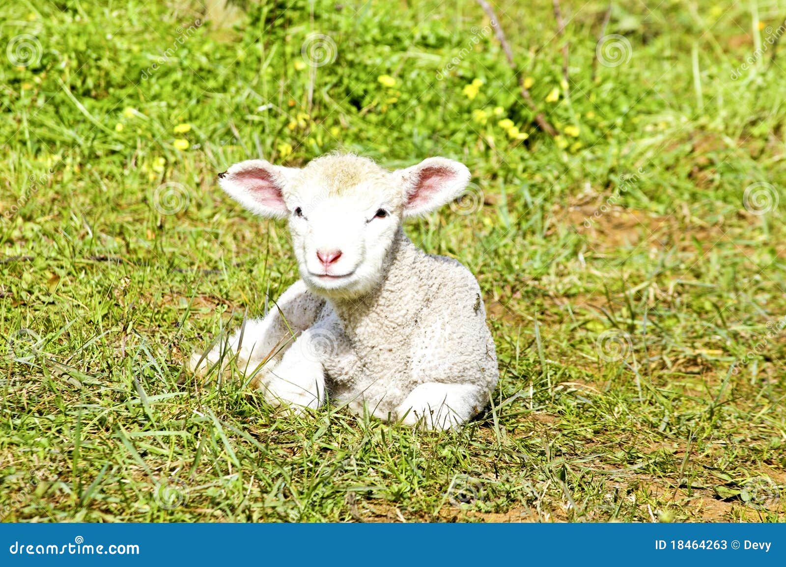 Newborn lamb in the meadow stock image. Image of animal 18464263