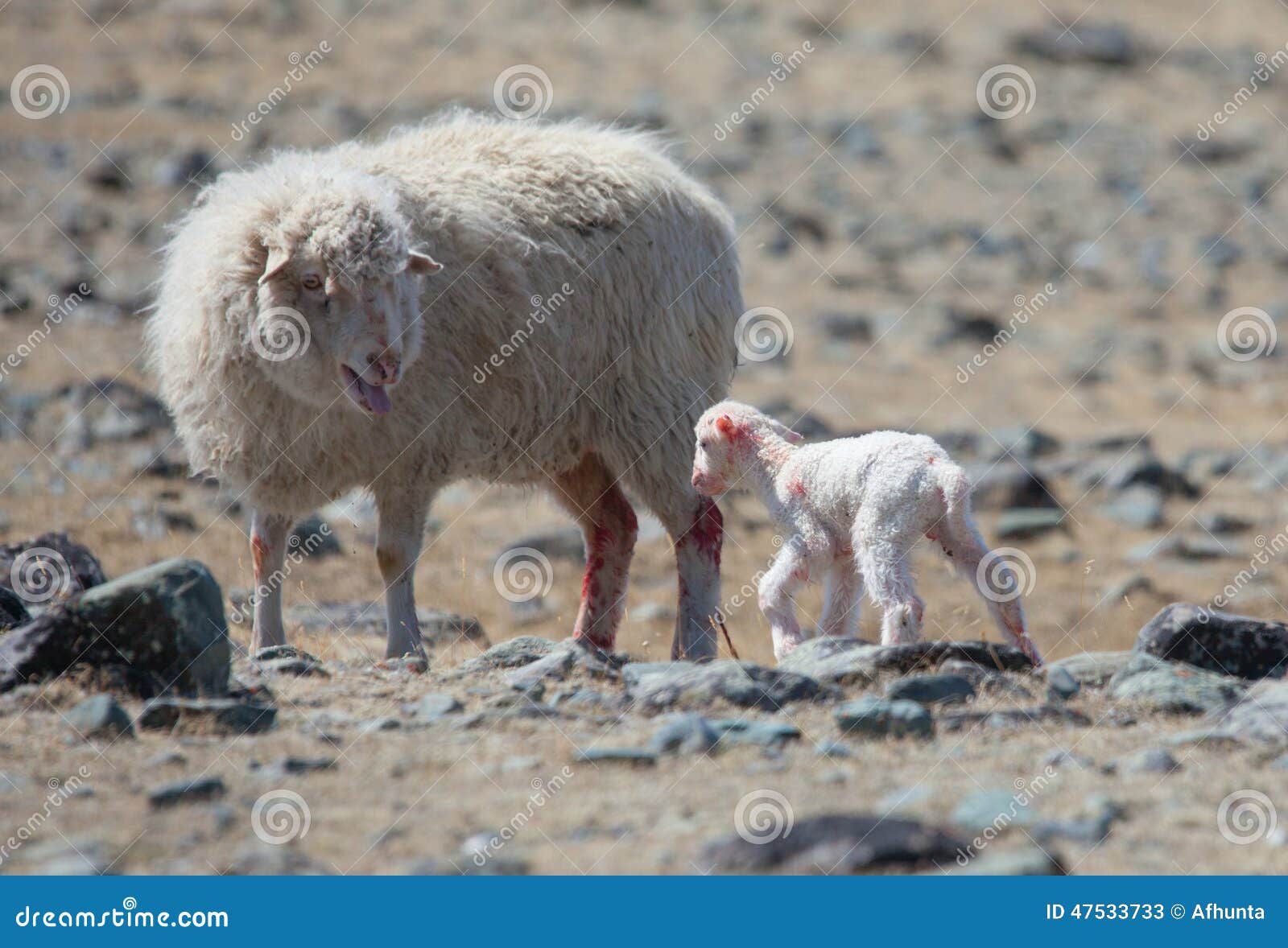 Newborn lamb stock image. Image of mammal, family, cute 47533733