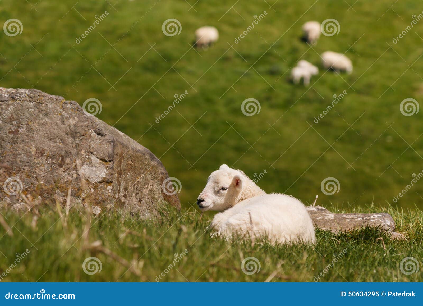 Newborn lamb stock image. Image of pasture, tired, fluffy 50634295