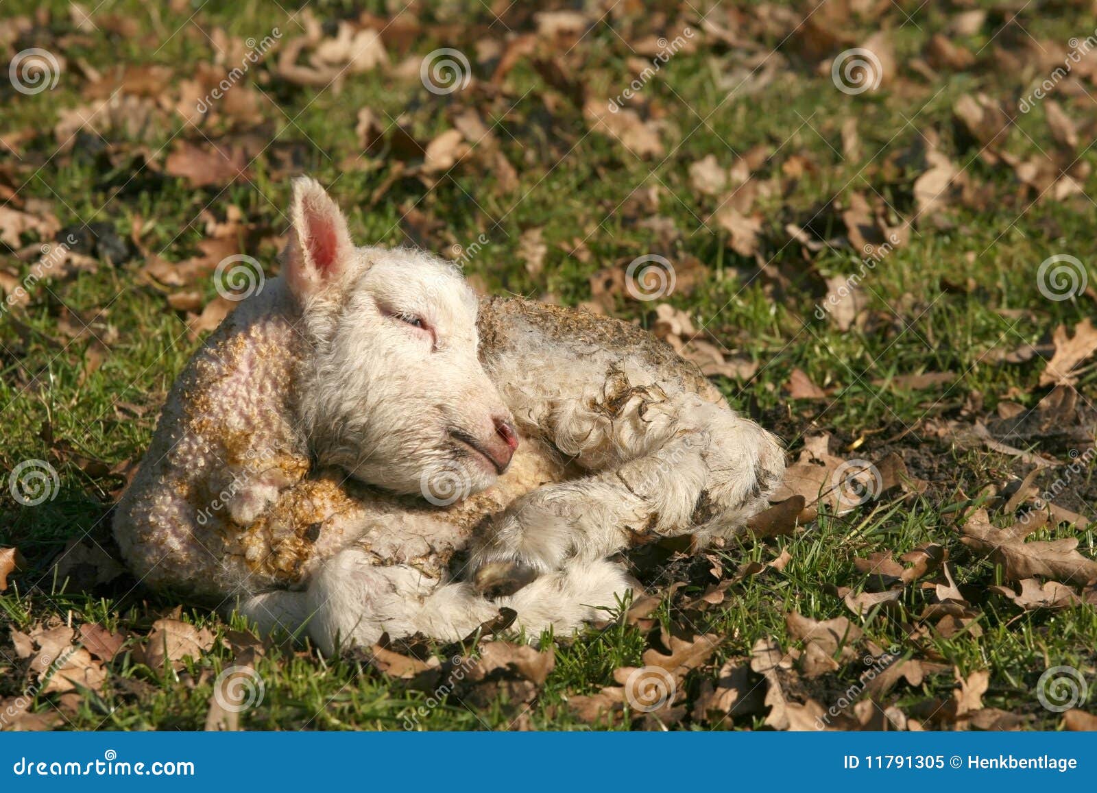 Newborn lamb sleeping stock image. Image of white, animal 11791305