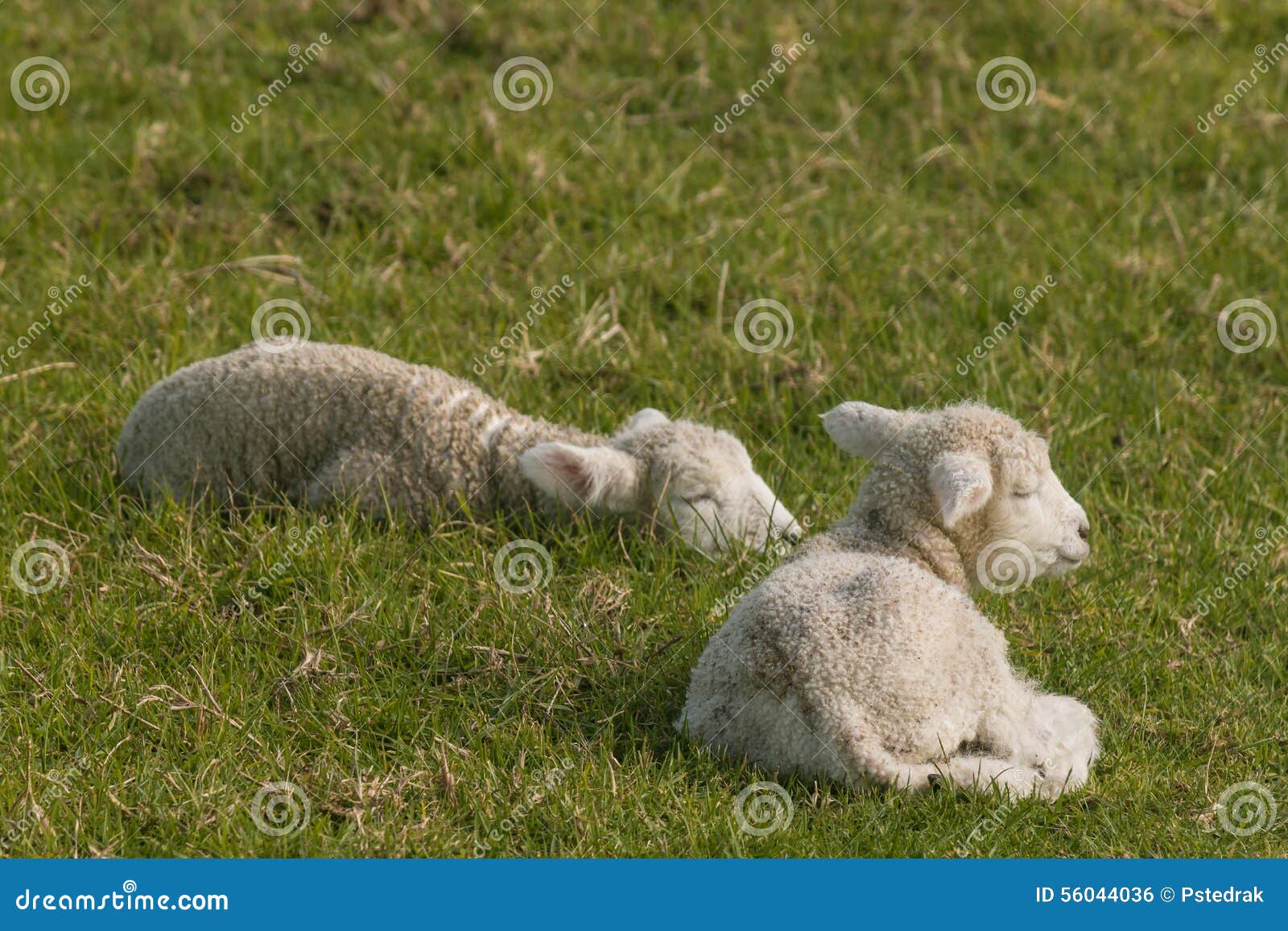 Newborn Lambs Sleeping on Grass Stock Photo Image of little, lambs