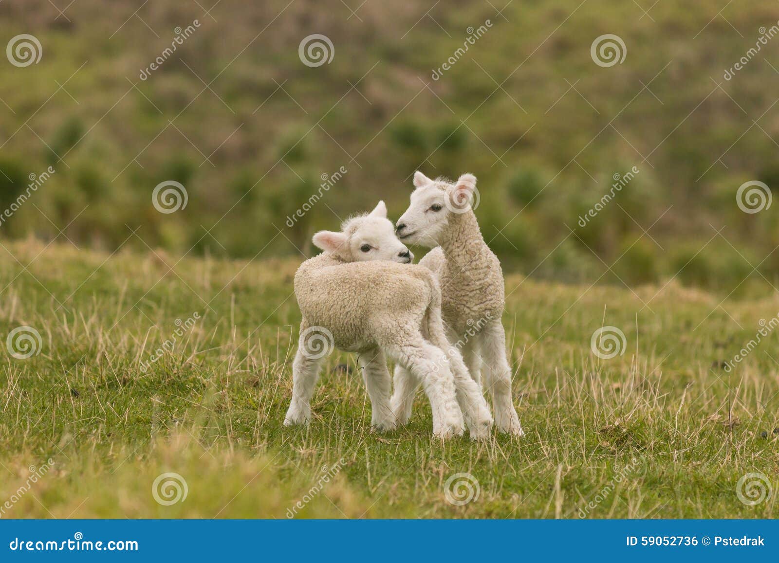 Newborn Lambs Standing on Meadow Stock Photo Image of baby, adorable