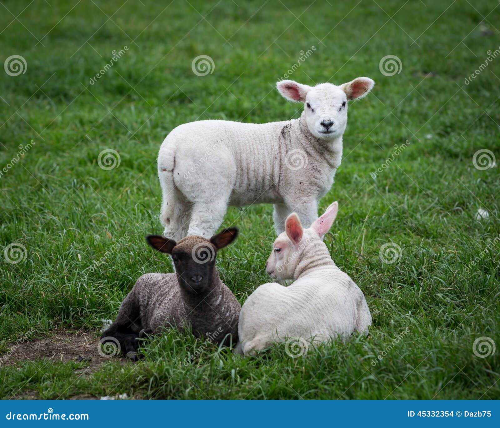 Newborn Lambs stock photo. Image of wildlife, mammal 45332354