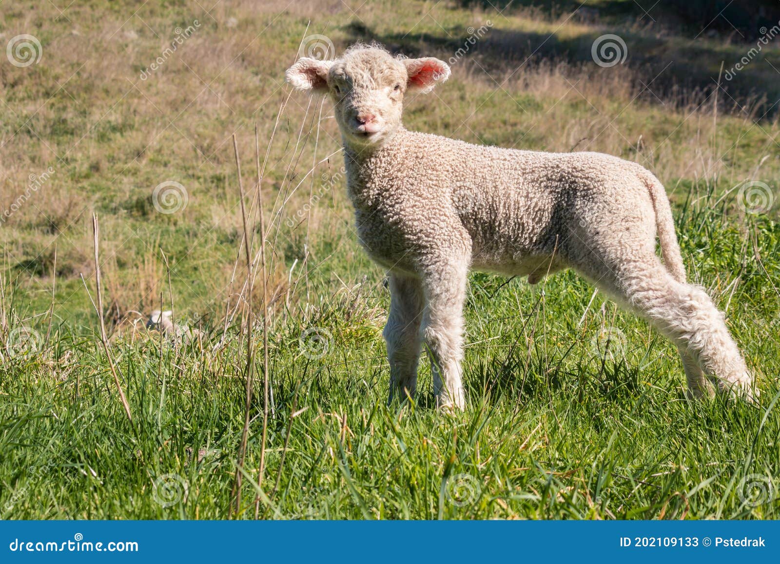 Newborn Little Lamb Standing in Paddock and Bleating Stock Image