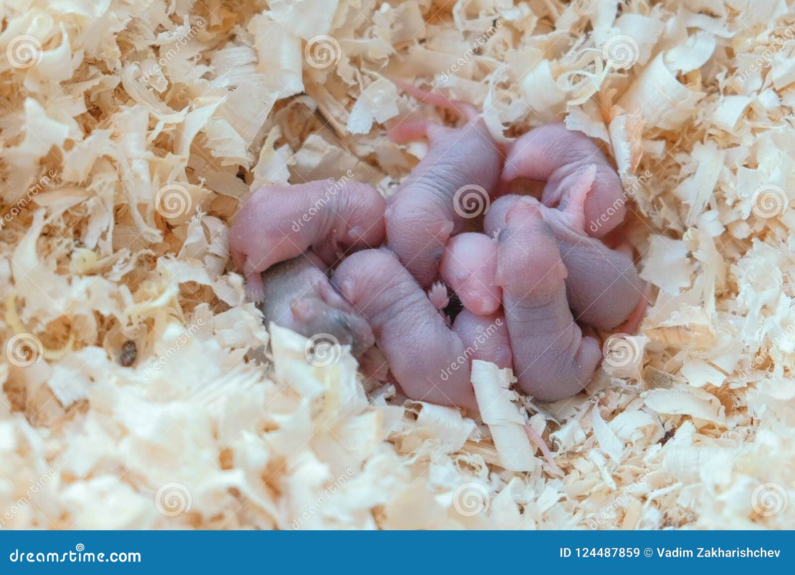 Newborn Little Mice are Blind in the Nest. Stock Image Image of