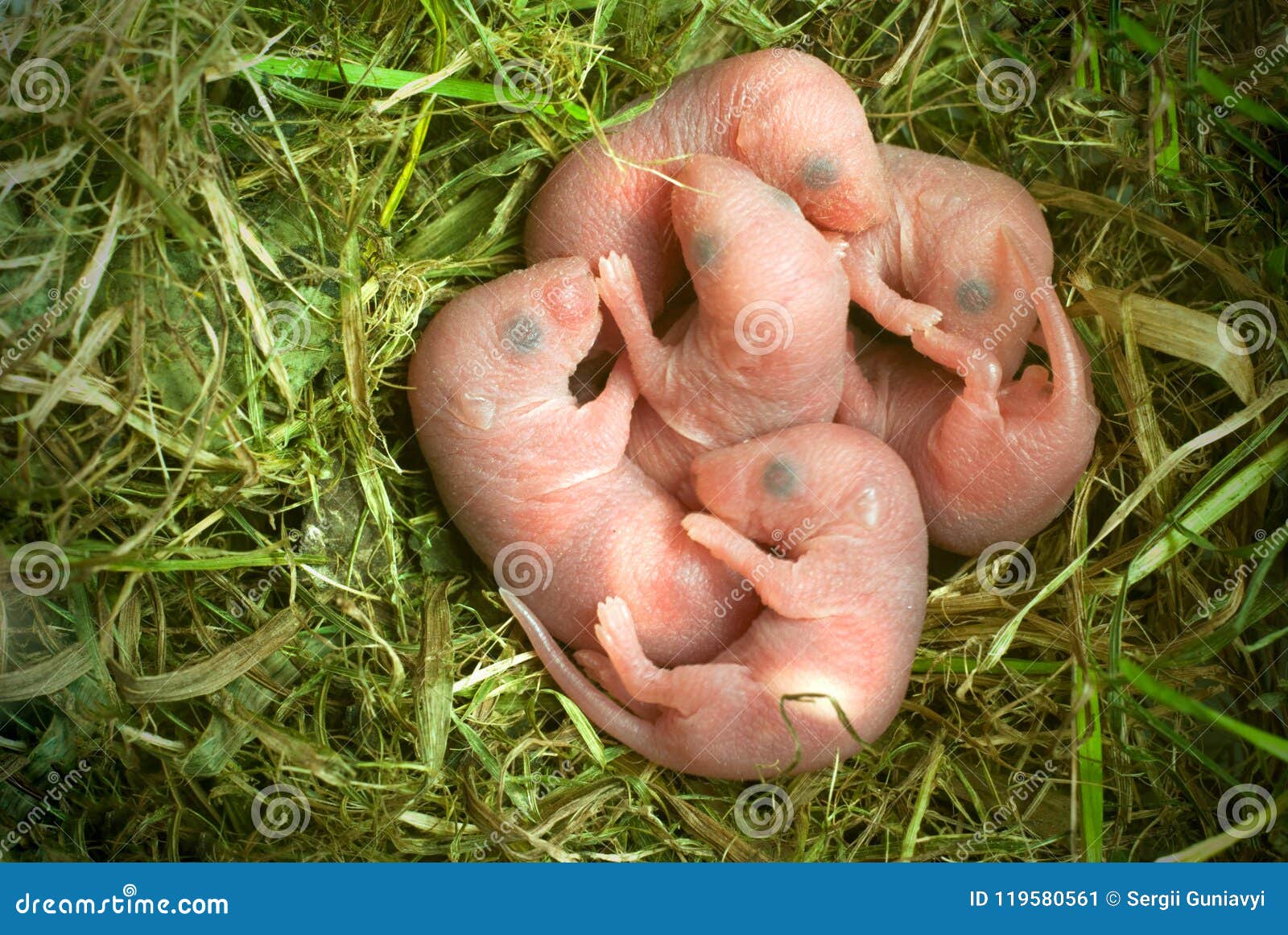 newborn mouse