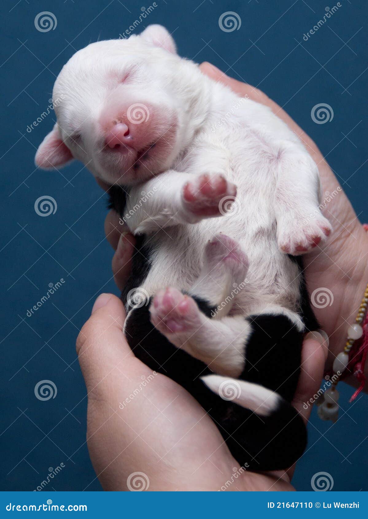 Newborn Old English Sheepdog Stock Photo - Image of background, mammal:  21647110