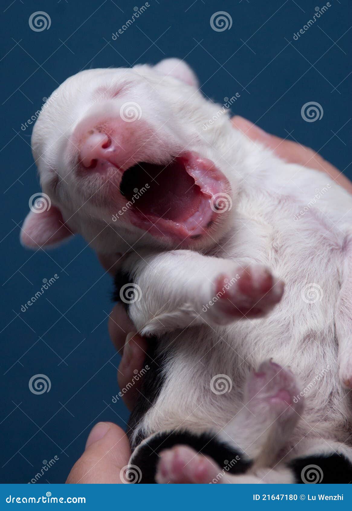 Newborn Old English Sheepdog Stock Photo - Image of hands, infant: 21647180