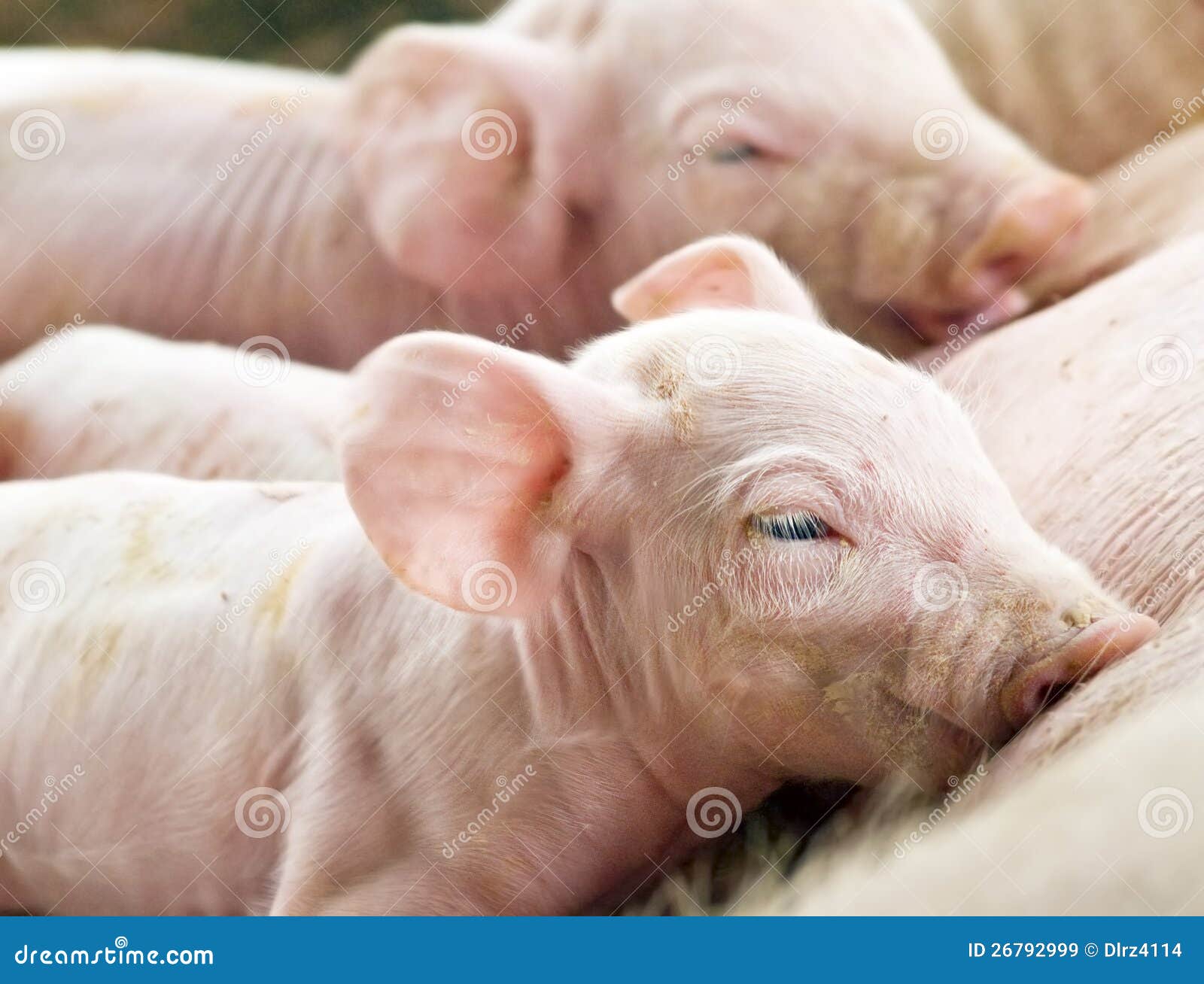 newborn pigs feeding