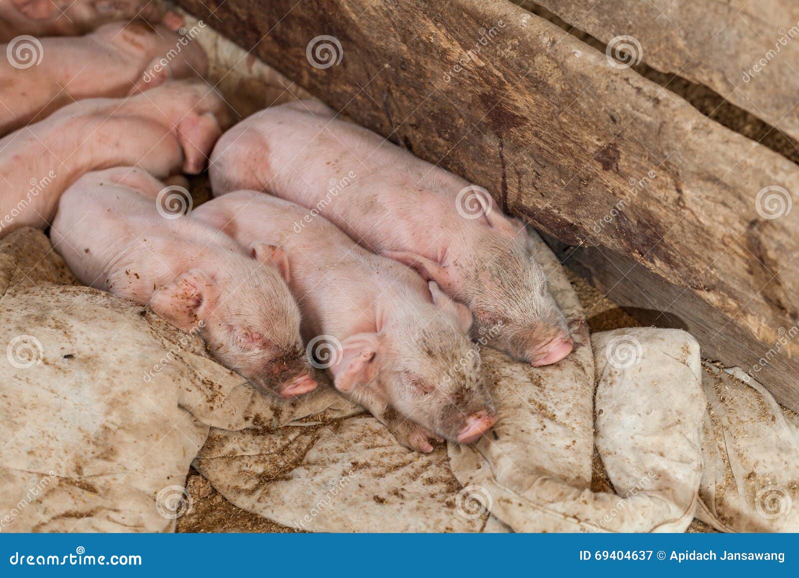 Newborn Pigs Went To Sleep on a Fold. Stock Image Image of eating