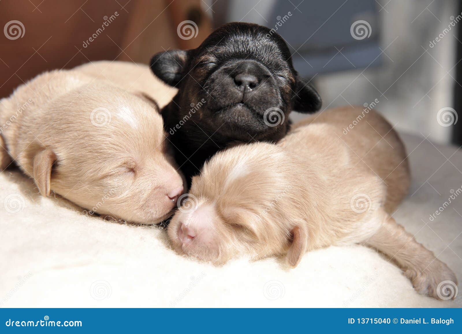 images of baby puppies