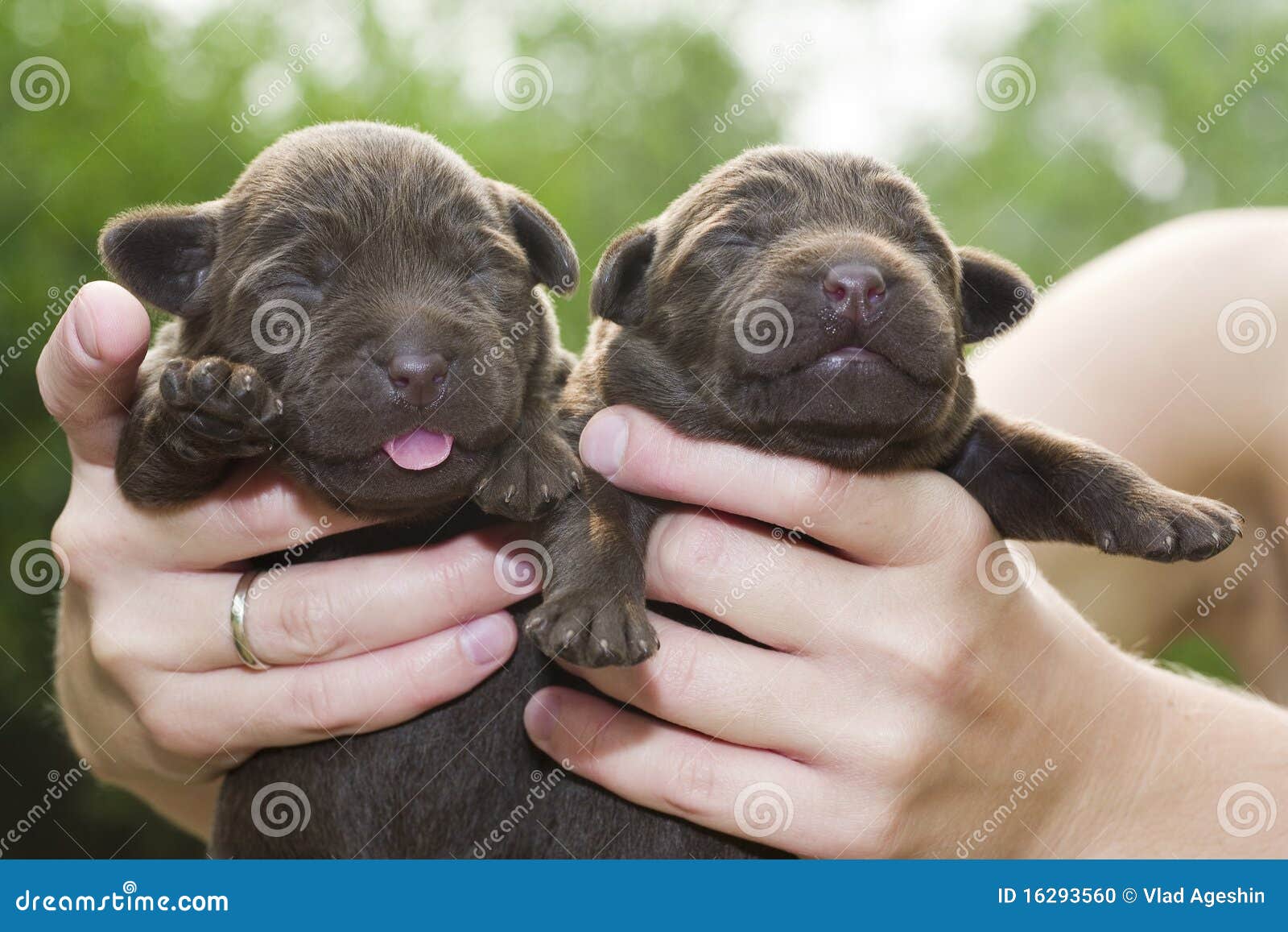 Newborn puppies stock photo. Image of small, green, canine