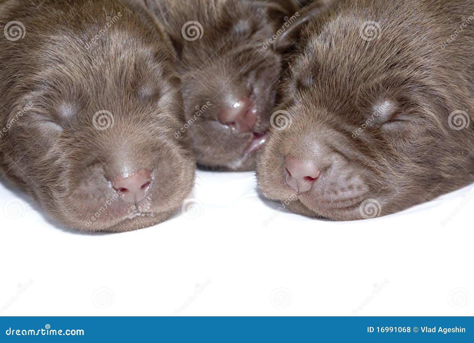 newborn chow chow puppies