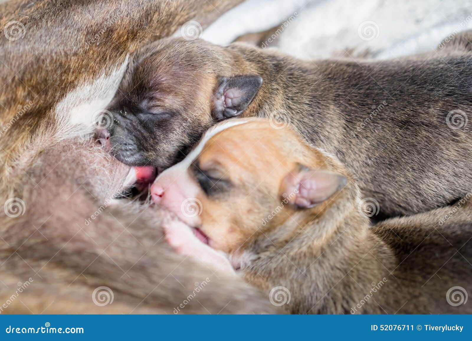 Newborn Puppies Drinking Milk Stock Image - Image of ...
