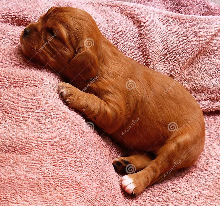 Newborn puppy stock photo. Image of babies, young, king 12345886