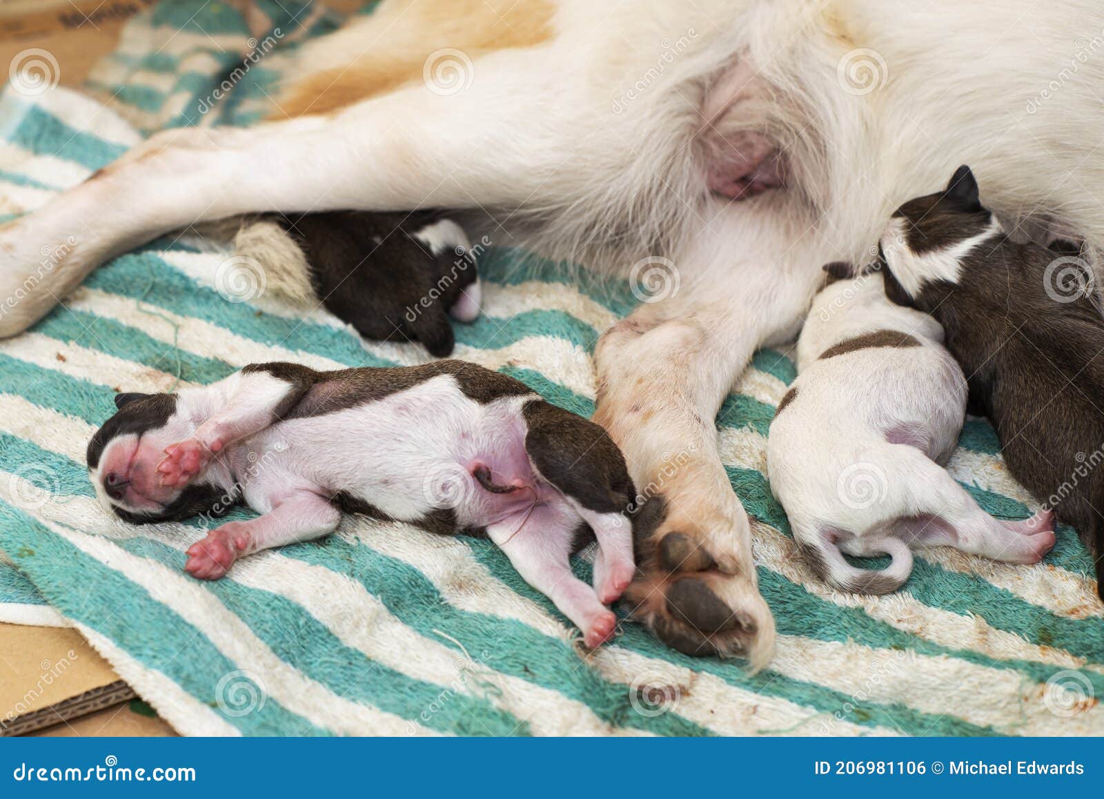 A Newborn Puppy Only Hours Old Lies On A Dirty Towel With The Mom And Other Puppies Nearby Stock Photo Image Of Puppy Children 206981106