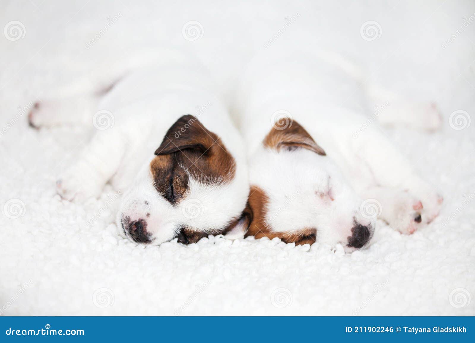 Newborn puppy sleeping stock photo. Image of macro, breed 211902246