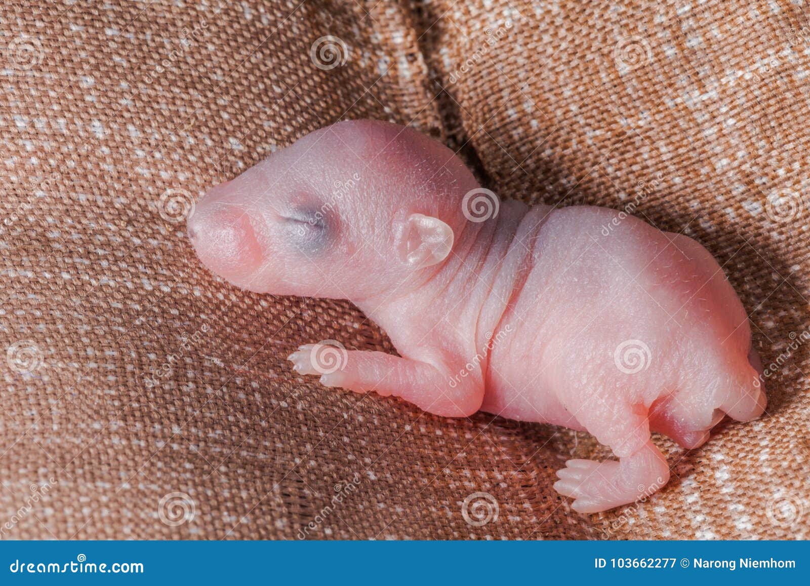 Baby rats sleep on the bed stock image. Image of animal - 103662277