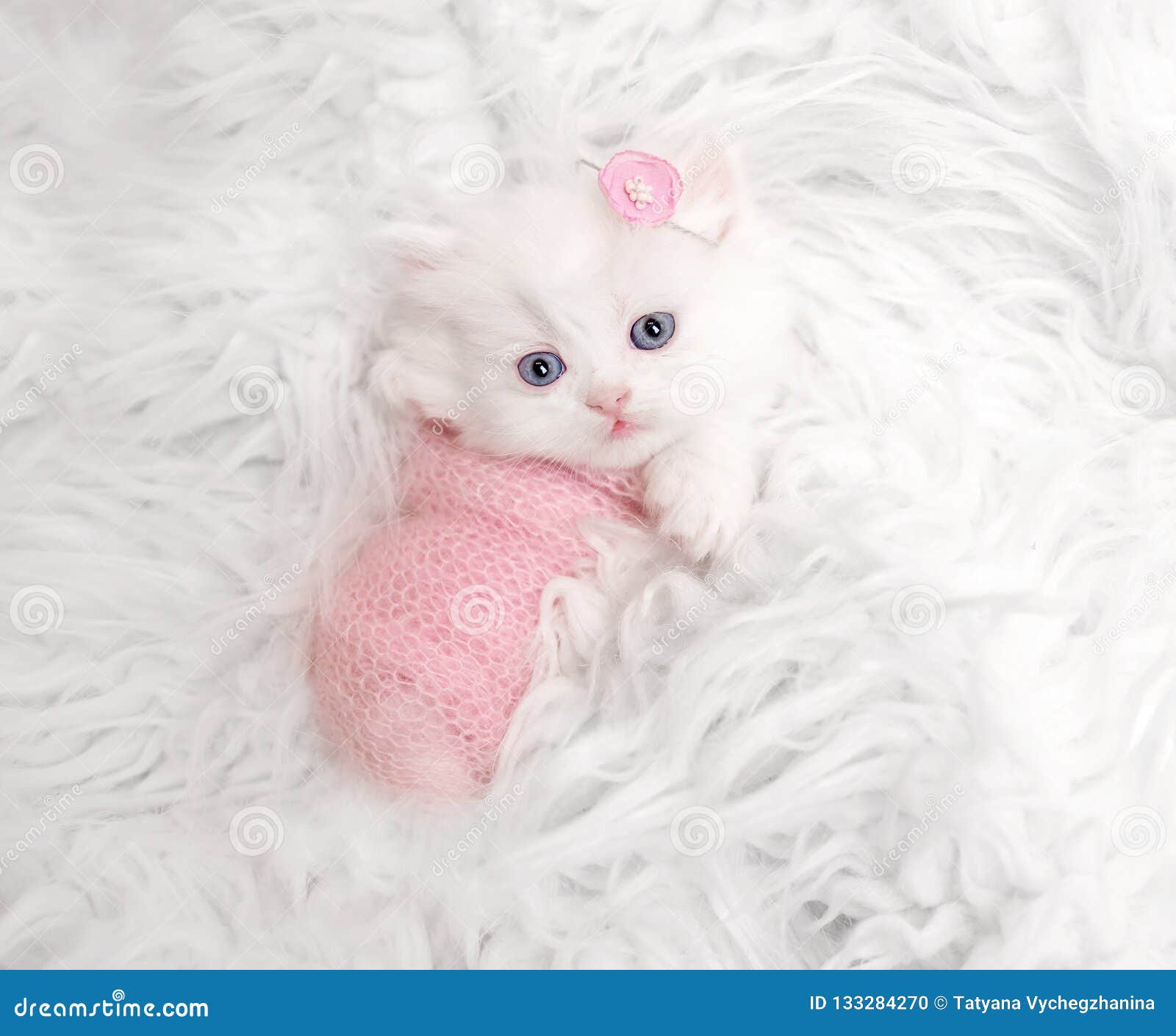 Newborn Scottish Kitten On White Fur Stock Photo Image Of Animals Curious 133284270