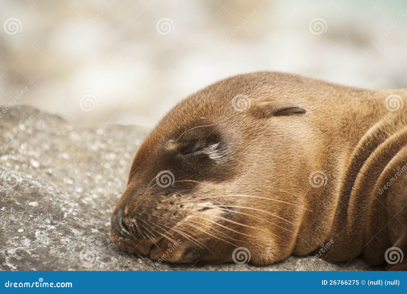 Newborn seal stock image. Image of bored, asleep, swimming 26766275