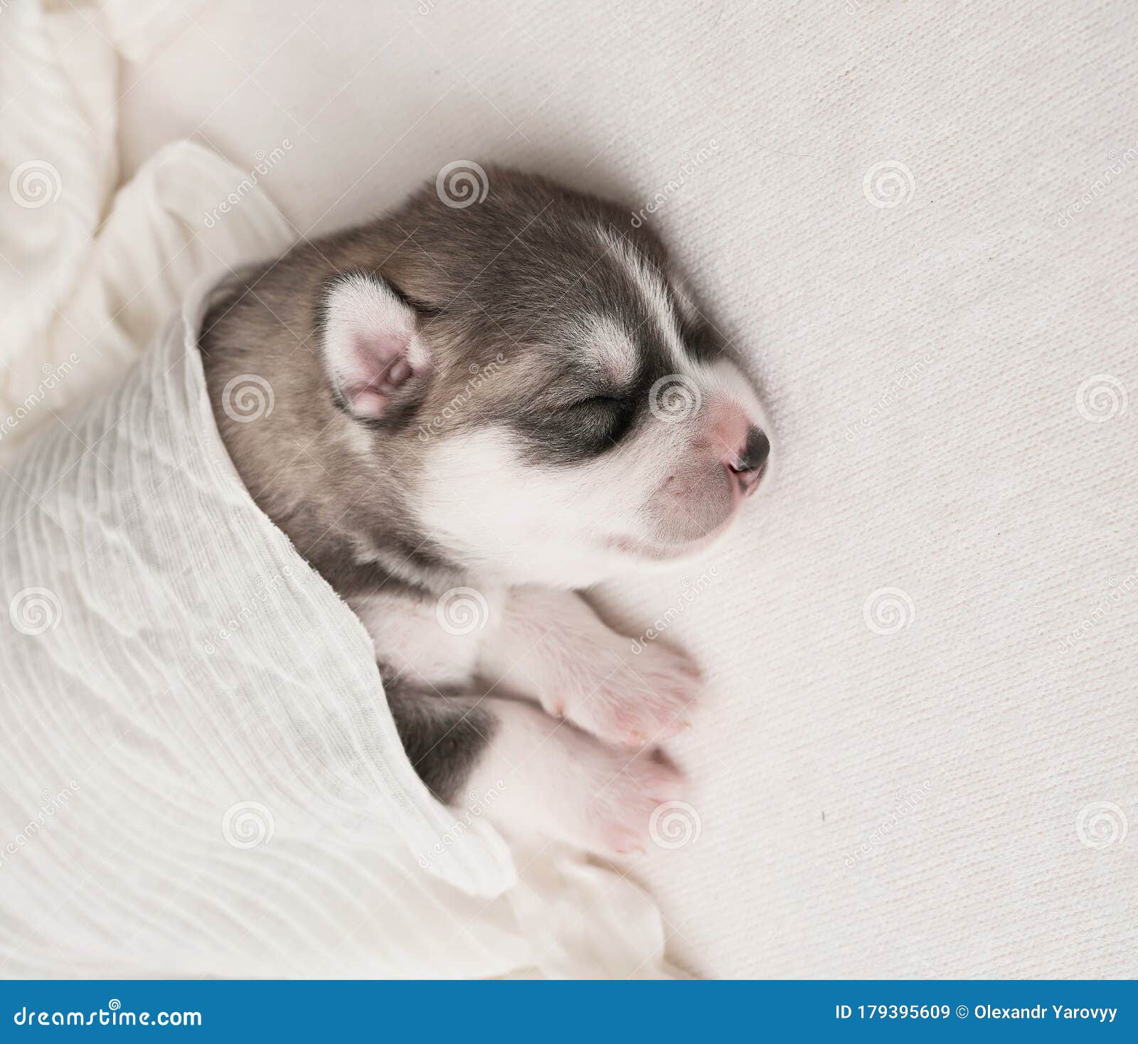 Newborn Siberian Husky Puppy Age of 1 Days. Husky Dog Breeding. Concept of  Veterinary Medicine, Zoo Clinic, Veterinary Clinic Stock Image - Image of  newborn, friend: 179395609